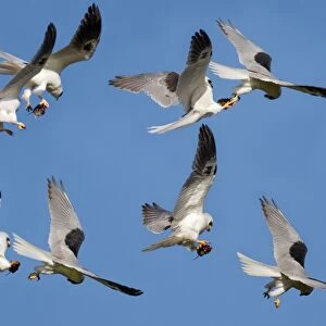 White tailed Kite food exchange