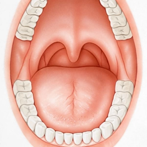 Wide open mouth revealing teeth, tongue, palate and uvula