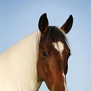 Wiekopolska, gelding, skewbald horse, portrait