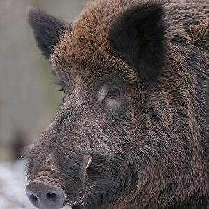 Wild Boar -Sus scrofa-, boar, captive, Bavaria, Germany