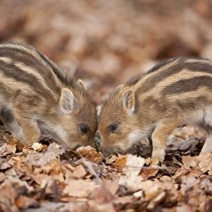 Wild Boar -Sus scrofa- piglets, captive, North Rhine-Westphalia, Germany