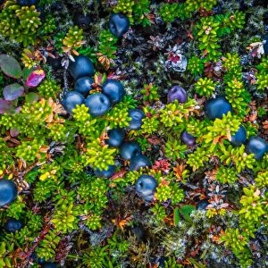 Wild Crowberries, Iceland