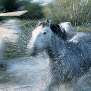 Wild Horses (Equus Caballus) France