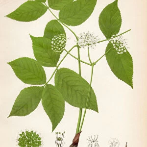 Wild sarsaparilla botanical engraving 1843