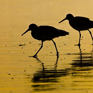 Two willet birds in silhouette