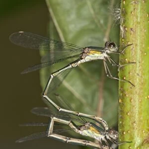 Willow Emerald Damselflies -Chalcolestes viridis-, young couple laying eggs on an Alder, Abtsgmuend, Baden-Wurttemberg, Germany