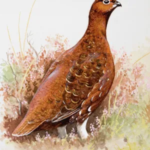 Willow grouse (Lagopus lagopus) in heathland, side view