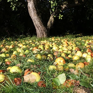 Windfall apples, organic farming, Unterallgaeu, Allgaeu, Bavaria, Germany, Europe