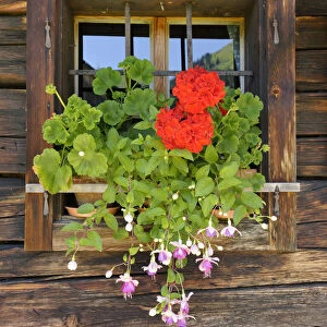 Window with flower box, Laerchkaralm mountain lodge, Donnersbachwald, Styria, Austria, Europe