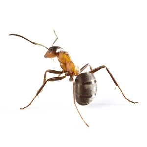 Wood ant