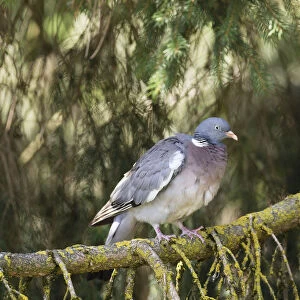 Wood Pigeon -Columba palumbus-, Bavaria, Germany