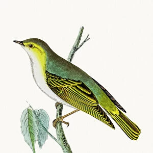 Wood warbler bird
