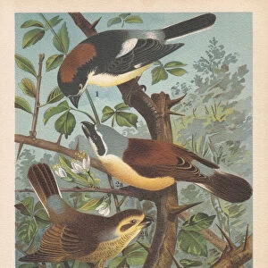Woodchat shrike and Red-backed shrike, chromolithograph, published in 1896