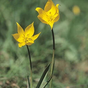 Woodland tulip (Tulipa sylvestris)