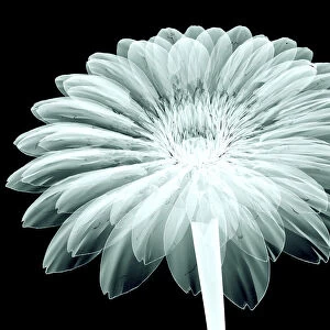 x-ray image of a flower isolated on black, the ge