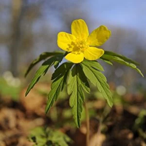 Yellow Wood Anemone or Buttercup Anemone -Anemone ranunculoides-, Hainich National Park, Thuringia, Germany
