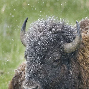 Yellowstone, bison, portrait, snow, spring