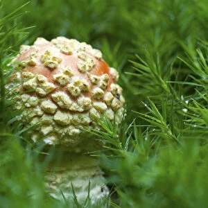 Young Fly Agaric (Amanita muscaria) on moss