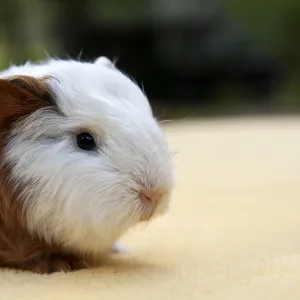 Young guinea pig Swiss Teddy breed Our beautiful Wall Art and Photo Gifts include Framed Prints Photo Prints Poster Prints Canvas Prints Jigsaw Puzzles Metal Prints and so much more