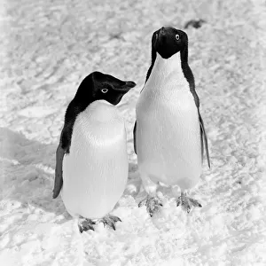 Penguins Postcard Collection: Adelie