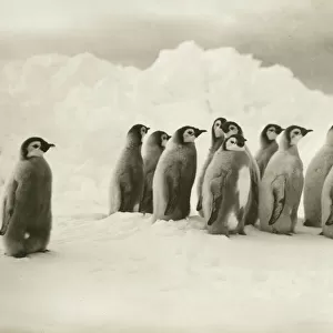 Penguins Glass Coaster Collection: Emperor