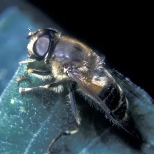 Apoidea Bees Print