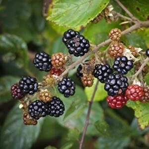 Blackberries ripening in Kentish hedgerow credit: Marie-Louise Avery / thePictureKitchen
