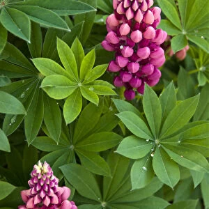Deep pink lupins in herbaceous border showing water droplets on leaves credit