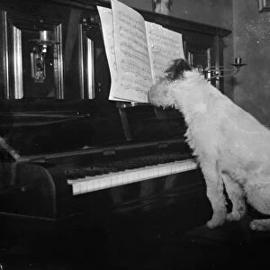 Dog ( Cinders ) sitting at piano. 1935