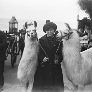 Llamas and Alpacas on the beach at Folkestone. 8 May 1920
