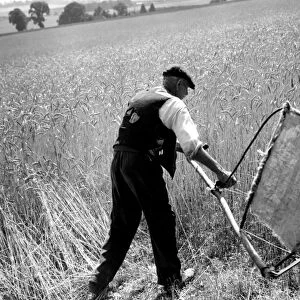 Man cutting corn with a scythe - harvesting by hand. Picture shows Fred Goldup, aged 72