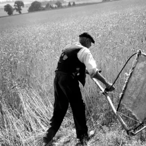 Man cutting corn with a scythe - harvesting by hand. Picture shows Fred Goldup, aged 72