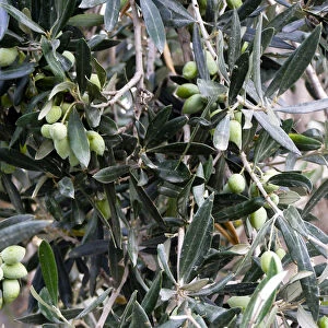 Olives ripening on tree in southern Cyprus credit: Marie-Louise Avery / thePictureKitchen