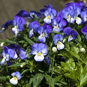 Small pansies in container pot credit: Marie-Louise Avery / thePictureKitchen / TopFoto