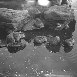 At the Zoo Coypu rats 13 January 1928