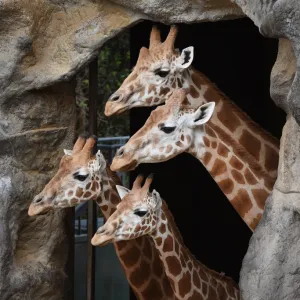 Australia-Animal-Giraffe