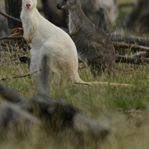 Australia-Animal-Wallaroo-Kangaroo-Conservation