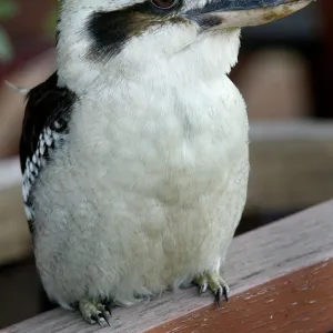 Australia-Nature-Kookaburra