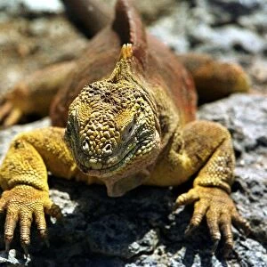 Ecuador-Galapagos-Iguanas