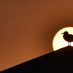 France - Sunset - Bird