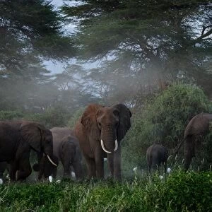 A general view of elephants grazing after spraying sand on their bodies at Kimana