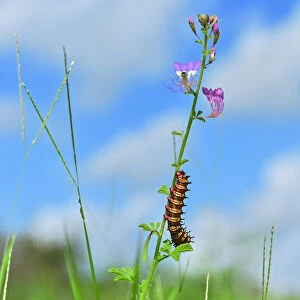 Kenya-Nature-caterpillar