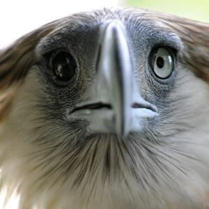 Philippines-Environment-Wild Life-Eagle