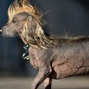 AFP Print: Zsa Zsa Wins World's Ugliest Dog Art