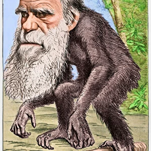 "A Venerable Orang-outang", a caricature of Charles Darwin as an ape