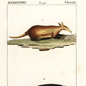 Aardvark and giant armadillo