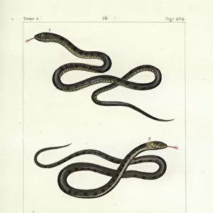 Snakes Collection: Aesculapian Snake