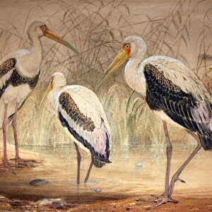 African Tantalus (Pseudotantalus ibis), 1856-67 (w / c & pencil on paper)