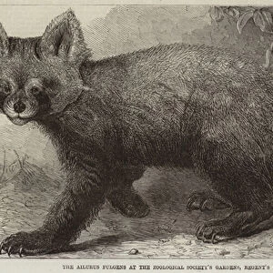 The Ailurus Fulgens at the Zoological Societys Gardens, Regents Park (engraving)