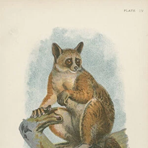 Galagidae Mounted Print Collection: Allens Galago